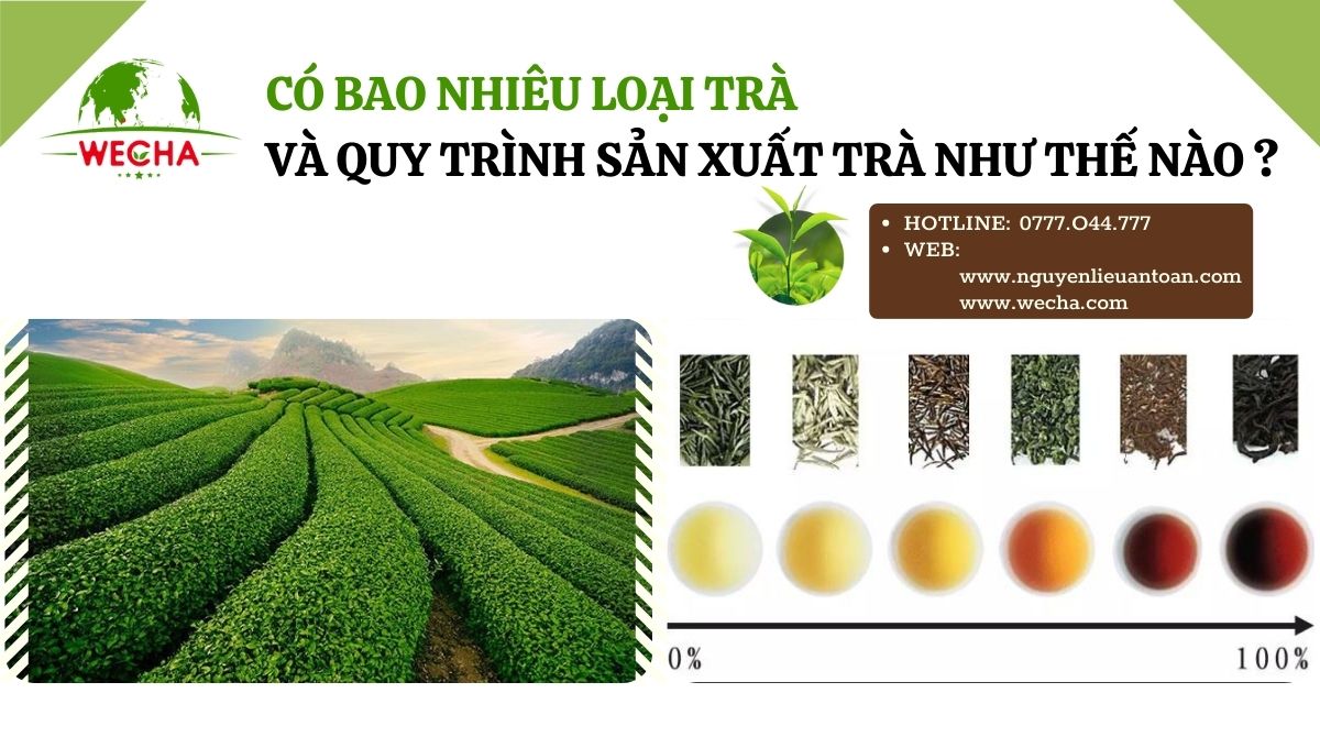 CÓ BAO NHIÊU LOẠI TRÀ VÀ QUY TRÌNH SẢN XUẤT TRÀ NHƯ THẾ NÀO? CÓ BAO NHIÊU LOẠI TRÀ VÀ QUY TRÌNH SẢN XUẤT TRÀ NHƯ THẾ NÀO?