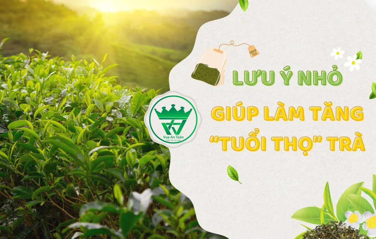 8 LƯU Ý NHỎ - GIÚP LÀM TĂNG " TUỔI THỌ" CỦA TRÀ 8 LƯU Ý NHỎ - GIÚP LÀM TĂNG " TUỔI THỌ" CỦA TRÀ